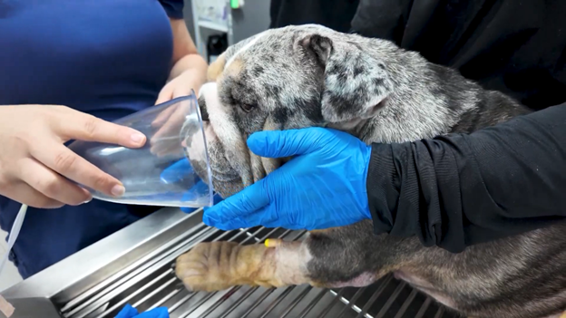 Desde Panamá y Estados Unidos traen mascotas a Costa Rica para recibir radioterapia oncológica